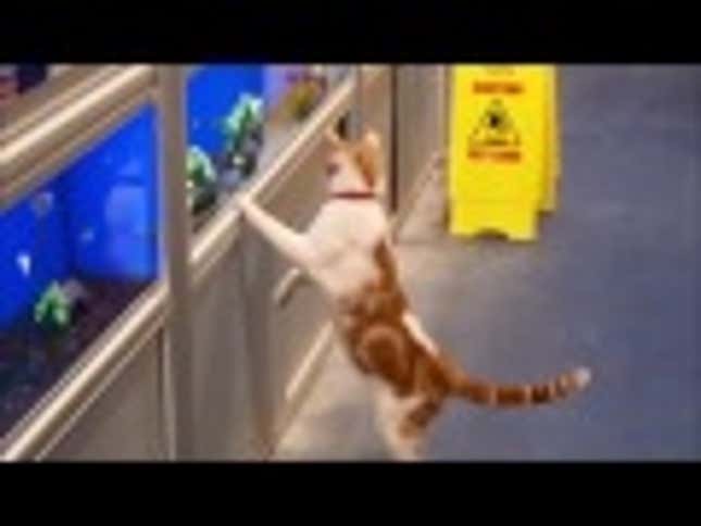Snuggly Stray Cat Visits Pet Shop Daily for Snacks and Scratches