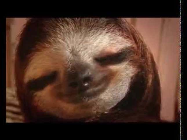 Adorable Sloths Poised For World Takeover With New Animal Planet Show
