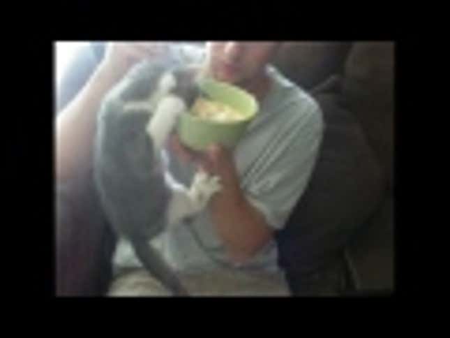 This Kitten Loves Milk More Than You Love Your Mom