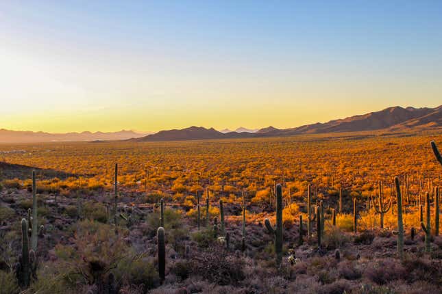 Desert glow at sunset in Tucson, Arizona