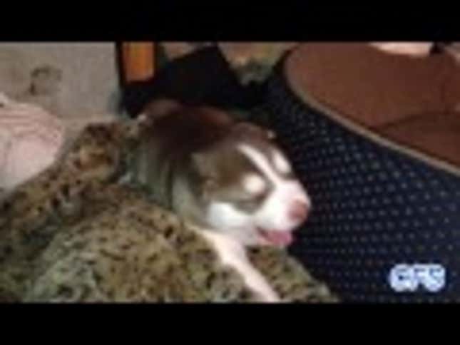 And Now, a Compilation of Puppies Learning to Howl