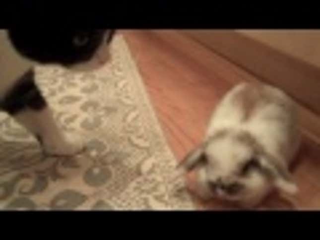 Kitchen Bunny Hops All Over Your Heart, Killing You