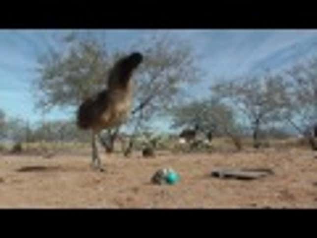 Emus and Ostriches Scramble to Flee Very Menacing Weasel Ball Toy