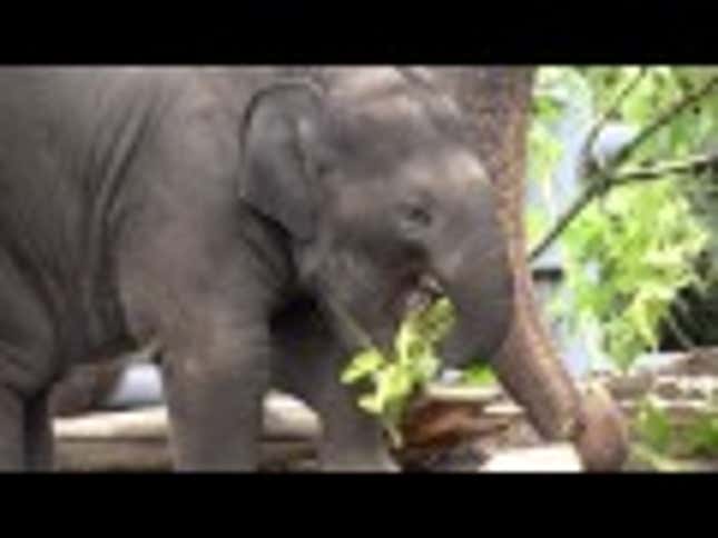 Watch a Baby Elephant's First Year in Just Two Minutes
