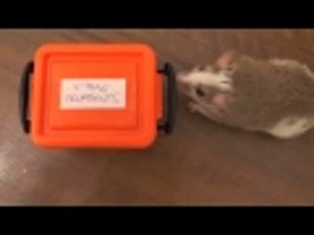 Watch This Mouse Decorate the Hell Out of a Christmas Tree