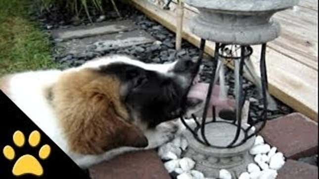 This Puppy Is the Kenny G of the Canine World (In a Good Way, I Swear)