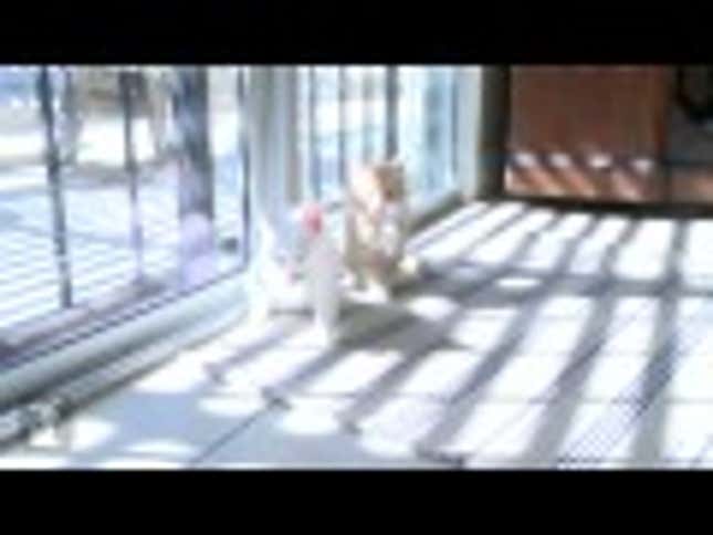 Extreme Kitten Sunbathing