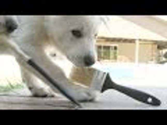 Puppies Trying to Paint a House Is Ridiculous. They're PUPPIES.