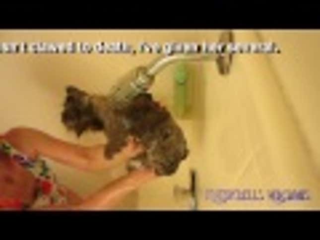 Persian Kitty Taking Shower Is So Fresh and So Clean