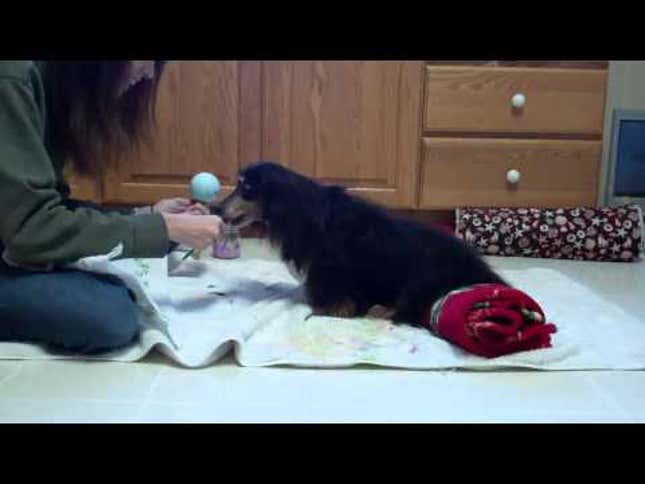 Blind Dachshund Wears a Beret, Paints Christmas Ornaments