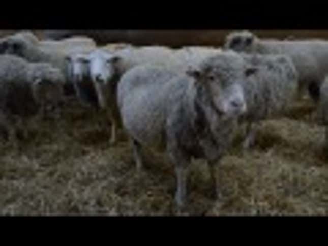 Let's Adopt All of These Rescued Farm Animals Immediately