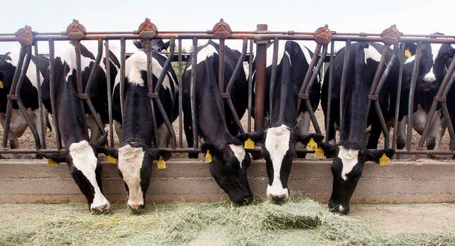 Dairy cows feed in Chino, Ca