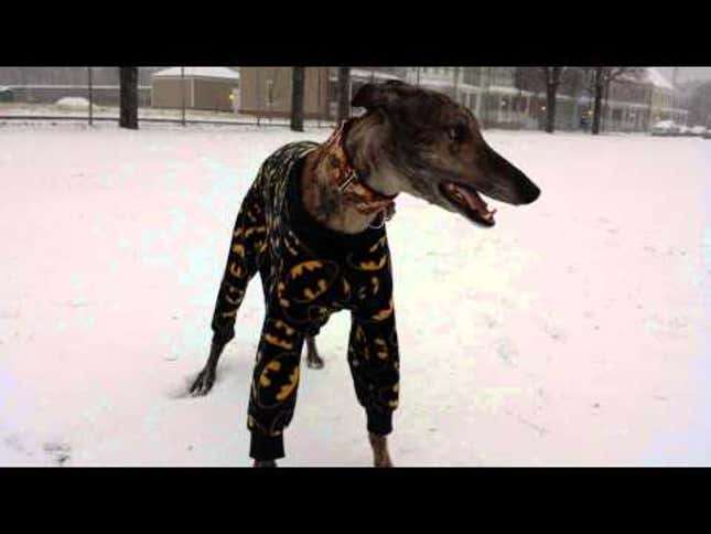 Happiness Is A Dog In Batman Pajamas, Frolicking In The Snow