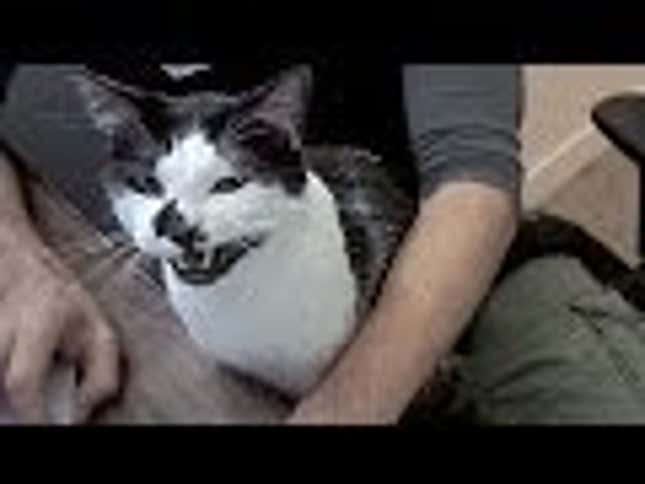 Get Ready For A Day In The Life Of Every Cat Person