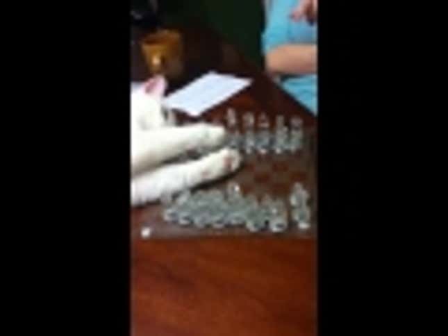 Cat Has Developed The Perfect Chess Game