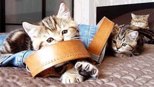 Everything Is A Toy To Kittens, Even Your Old Jeans