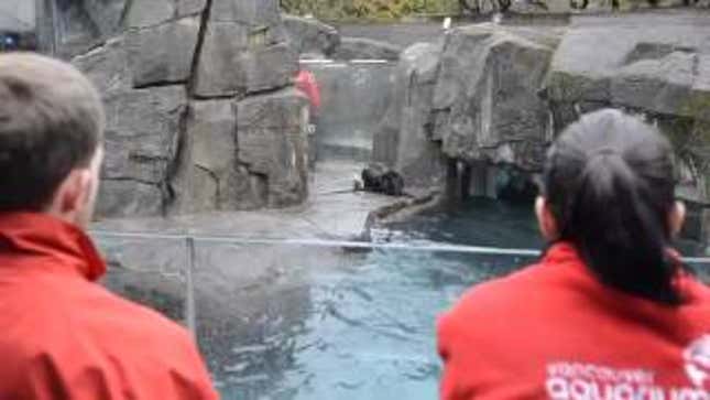 Walter The Sea Otter Survives Being Shot And Blinded