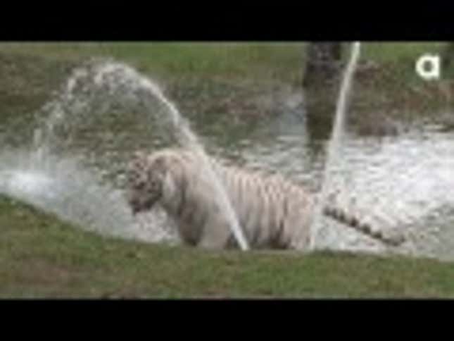 Watch Zabu the White Tiger Have Way More Fun Than You