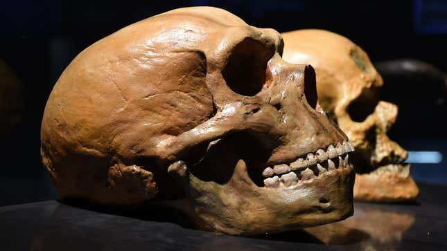 A Neanderthal skull next to a modern human one.