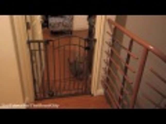 Cat Overlord Demands To Be Set Free Of Ridiculous Human Barrier