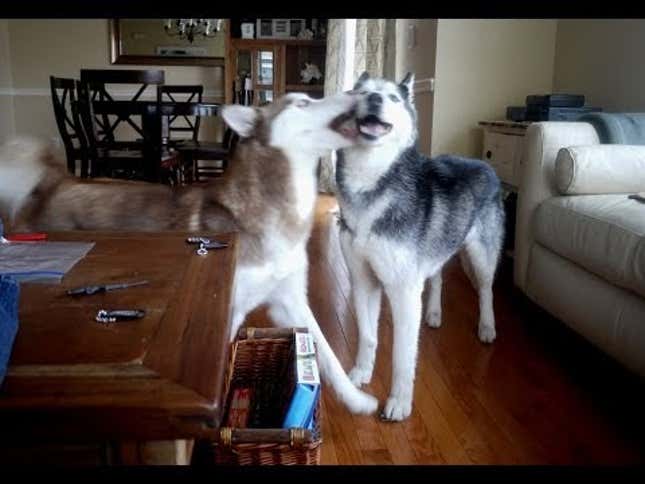 These Dogs Disagree Over Pikachu Like Siskel and Ebert