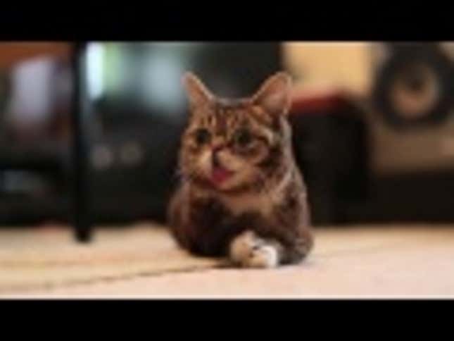Two Minutes of Quality Virtual Time with Lil BUB Will Soothe Your Soul