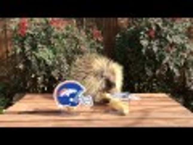 Place All Your Bets; Teddy The Porcupine Picks The Super Bowl Winner