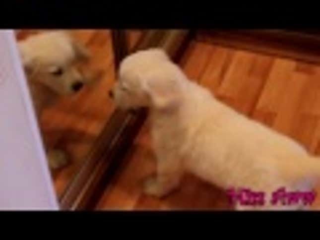 Puppy Tries To Free Dog Twin From Evil Mirror Prison