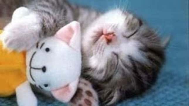Relax With This Adorable Squee Compilation of Kittens Falling Asleep