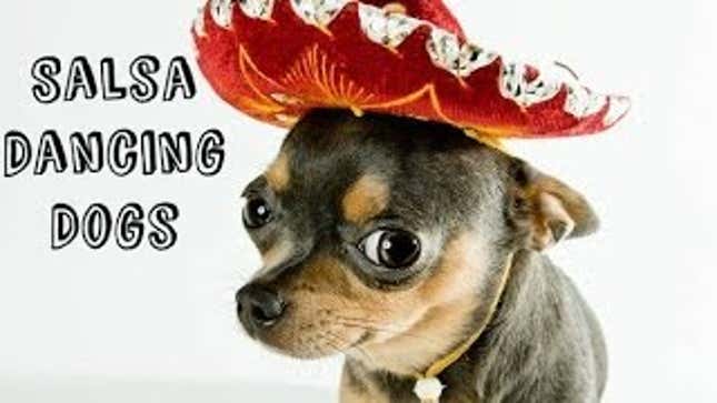 All These Dogs Can Salsa Dance Better Than You