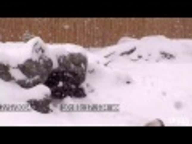 This Panda's Enjoyment of Winter is ALMOST Contagious