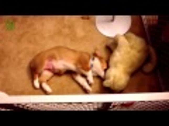 Terrifyingly Adorable: When Corgis Attack
