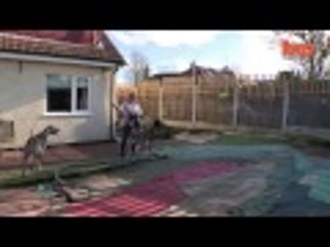 Meet Freddy the Great Dane, Britain's Biggest Dog