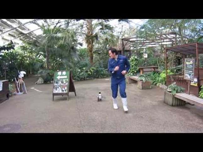 The Penguin Who Fell in Love with a Grown Man