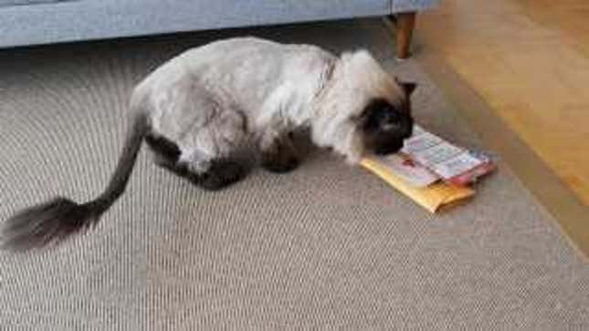 This Company Found an Ingenious Way to Get Cat Owners' Attention