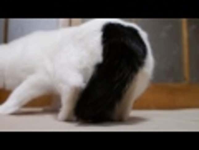 Please Don't Eat Rice Ball Cat