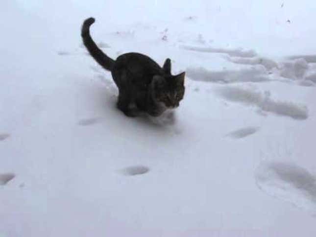 Two-Legged Kitten Is an Adorable Little T-Rex Baby