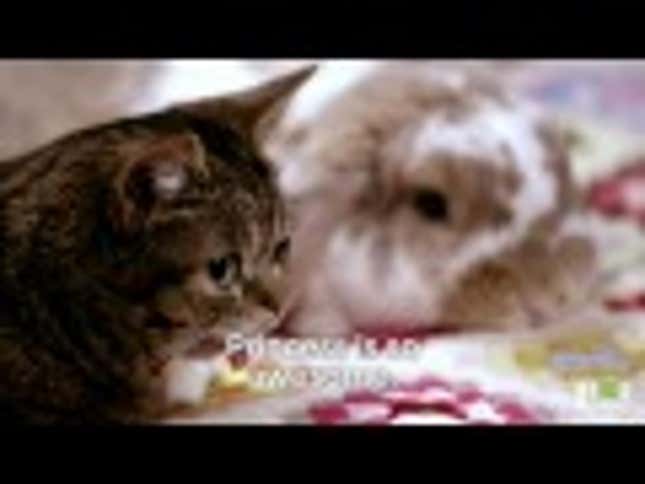 Lil BUB Kicks Amy Sedaris' Ass in Charades