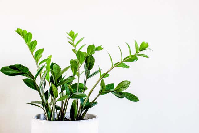 Image for article titled The Best Low-Maintenance Houseplants to Spruce up Your Space