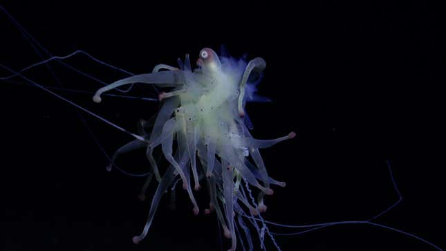 A Bathyphysa siphonophore found during Dive 677.