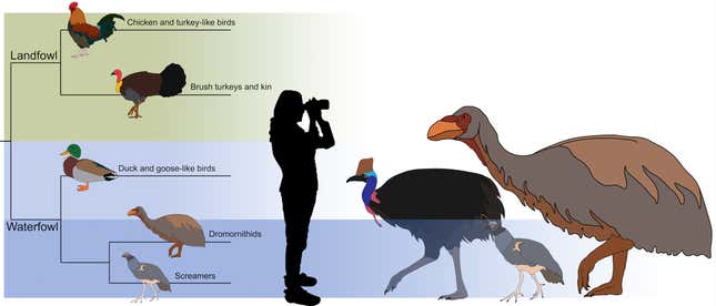 Genyornis'in diğer kuşlar arasındaki yerleşimini ve cassowary ve çığlık atanlarla boyut karşılaştırmasını gösteren bir grafik.