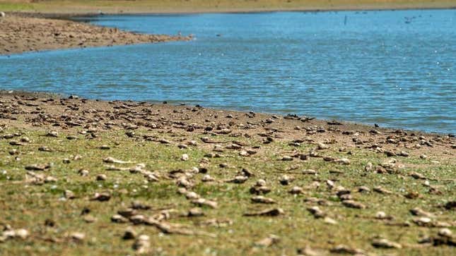 Dead carp fish on the dried lakebed of the Peñuelas Lake, a reservoir in Chile’s Valparaiso Region in 2022. 