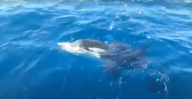 Killer whale rips rudder off boat in the Strait of Gibraltar