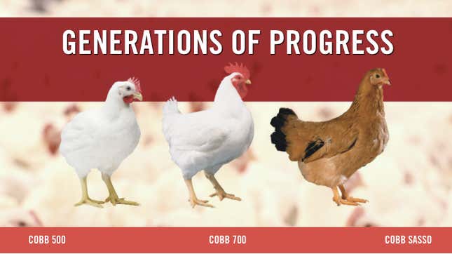 Screenshot of the Cobb-Vantress catalog.