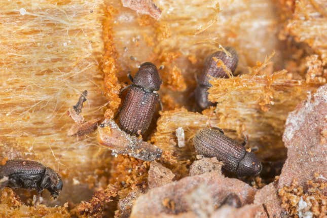 Bark beetles eating wood