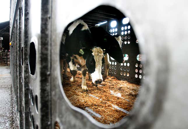 FILE - Holstein heifers are loaded into trucks at a dairy in Oregon on Jan. 21, 2011. Dairy cattle moving between states must be tested for the bird flu virus, U.S. agriculture officials said Wednesday, April 24, 2024, as they try to track and control the growing outbreak. (Kobbi R. Blair/Statesman-Journal via AP, File)