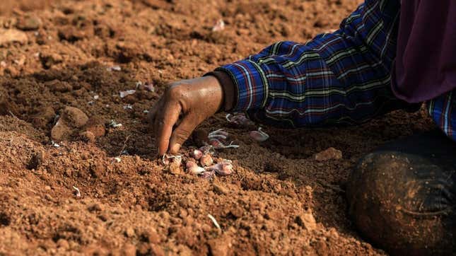 A farmer plants spring onions in a field in Nong Nok Kaeo, Kanchanaburi, Thailand, which is seeing drier conditions this year due to El Niño’s formation. 