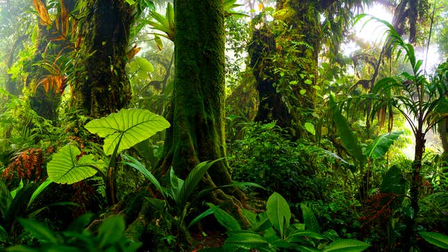 Study Finds Plants Communicate Using Underground Network Of Spies