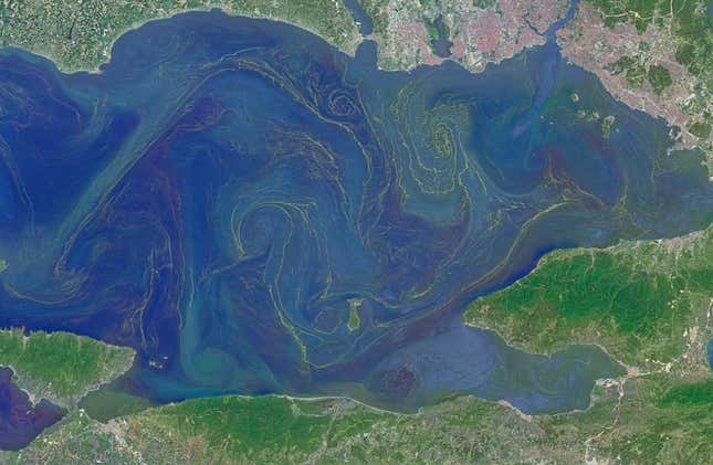 Image for article titled The surreal swirls of ocean plankton blooms, seen from space