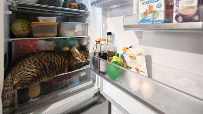 Cat food 2025 in fridge